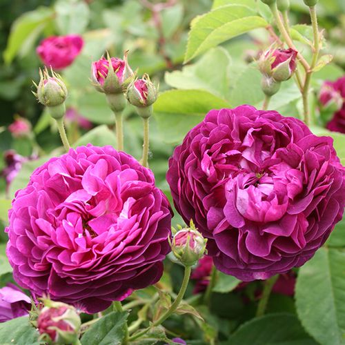Shop - Rosa Ombrée Parfaite - violett - gallica rosen - diskret duftend - Jean-Pierre Vibert - Eine Sorte mit purpur-lila Blüten. Ihr Duft erinnert an altertümliche Rosen.